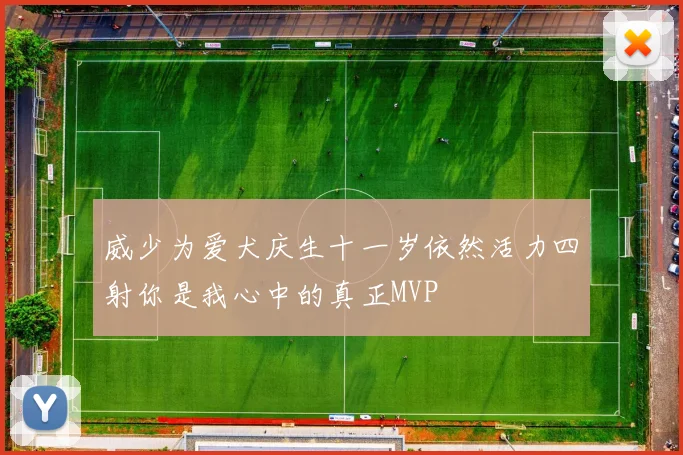 威少为爱犬庆生十一岁依然活力四射你是我心中的真正MVP